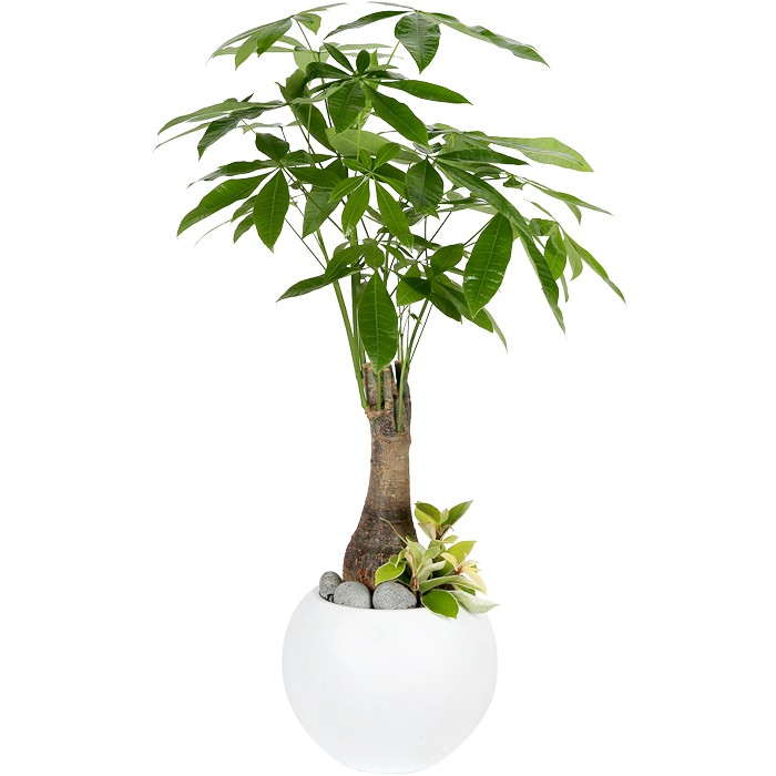 buy split leaf philodendron uk 30
