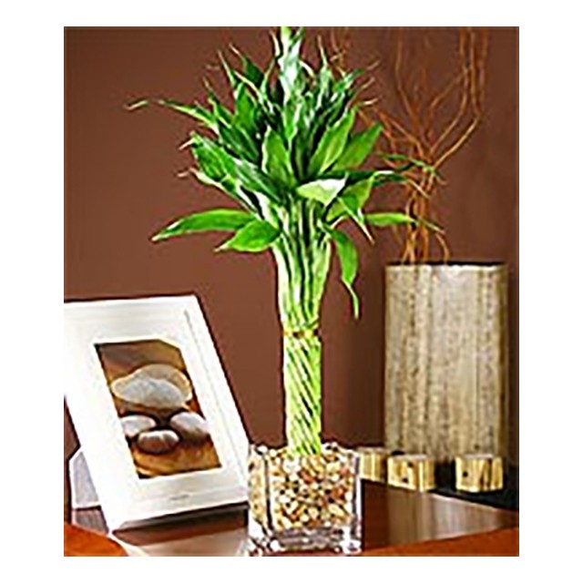 Tropical Bamboo in Glass