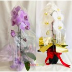 Love Phalaenopsis Orchid