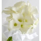 12 Calla Lily