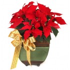 Christmas Poincettia