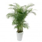 Kentia Palm Plant