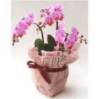 Small Leaves Phalaenopsis Orchid