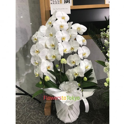 Sympathy & Funeral Orchid